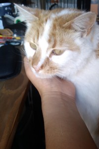 Ginger and white cat sitting on someone's lap with they're at a wooden desk